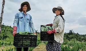 Khởi nghiệp bằng loại cây mọc ở hàng rào Khởi nghiệp bằng loại cây mọc ở hàng rào