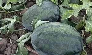 Dưa hấu rớt giá hơn một nửa Dưa hấu rớt giá hơn một nửa