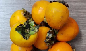 Tắc ruột sau ăn ba quả hồng Tắc ruột sau ăn ba quả hồng