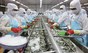 'Vua tôm' Minh Phú dành 300 tỷ đồng trả cổ tức dù lỗ kỷ lục 'Vua tôm' Minh Phú dành 300 tỷ đồng trả cổ tức dù lỗ kỷ lục