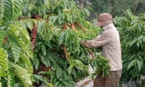 Giá cà phê tăng vọt Giá cà phê tăng vọt