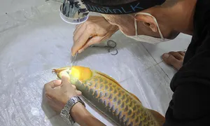 Nghề cắt mí, sửa môi cho cá Nghề cắt mí, sửa môi cho cá