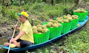 Giá sầu riêng trái vụ giảm mạnh Giá sầu riêng trái vụ giảm mạnh