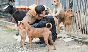 Trại cứu hộ 800 con chó của người đàn ông Hà Nội Trại cứu hộ 800 con chó của người đàn ông Hà Nội