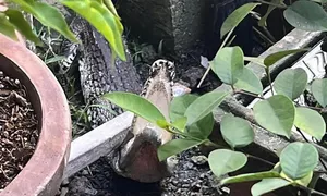 Cá sấu bò vào nhà dân ở TP HCM Cá sấu bò vào nhà dân ở TP HCM