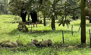 Một doanh nghiệp bán đất bên Lào lấy vốn trồng sầu riêng Một doanh nghiệp bán đất bên Lào lấy vốn trồng sầu riêng