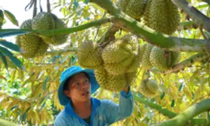 Trung Quốc chi hơn 100.000 tỷ đồng mua rau quả Việt Trung Quốc chi hơn 100.000 tỷ đồng mua rau quả Việt