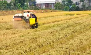 Nông dân miền Tây lo 'mất' Tết vì giá lúa giảm sâu Nông dân miền Tây lo 'mất' Tết vì giá lúa giảm sâu