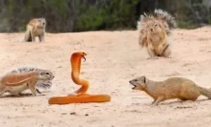 Rắn hổ mang đơn độc đối đầu sóc đất và cầy mangut Rắn hổ mang đơn độc đối đầu sóc đất và cầy mangut