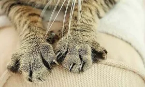 Đắp thuốc chữa vết thương mèo cào, bé trai suýt chết