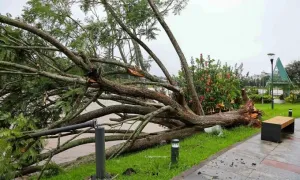 Cây phượng tím biểu tượng ở Đà Lạt bị bão quật đổ